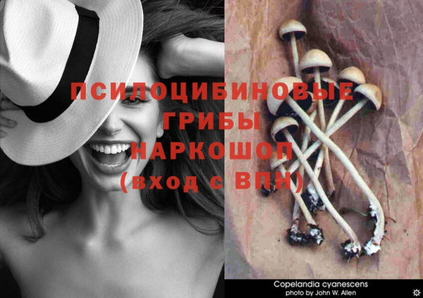 крисы Медногорск