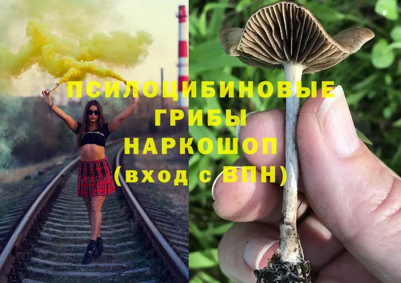 даркнет сайт  Шахты  Псилоцибиновые грибы Psilocybe 