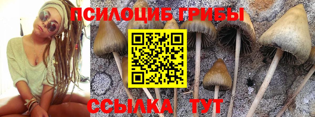 Галлюциногенные грибы Psilocybe Шахты